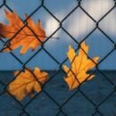 हटना है या कि बाज़ी लगानी है जान की 36 बाज़ी लगानी है जान की