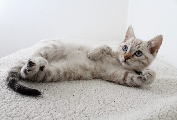 बिल्ली मौसी